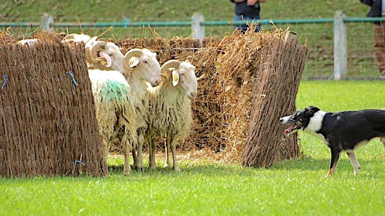 REMARQUABLE - Jill décroche le titre au 50e championnat de chiens de berger